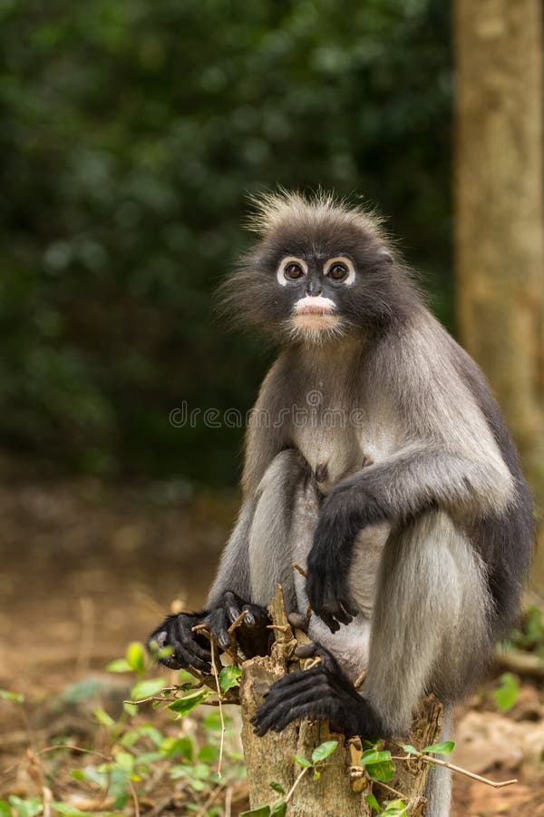 Dusky leaf monkey