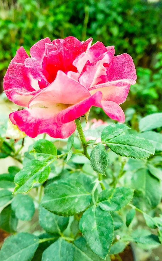 Dusky Rose Pink Poppies Close Up Stock Photo Image of poppies, spring