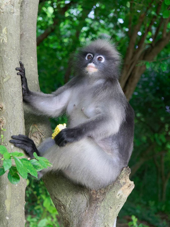 Dusky обезьяна лист, обезьяна длинного хвоста, или langur держа усаживание мозоли и ослабляя на дереве на памятнике обезьяны стоковые изображения rf Dusky обезьяна лист, обезьяна длинного хвоста, или langur держа усаживание мозоли и ослабляя на дереве на памятнике обезьяны стоковые изображения rf