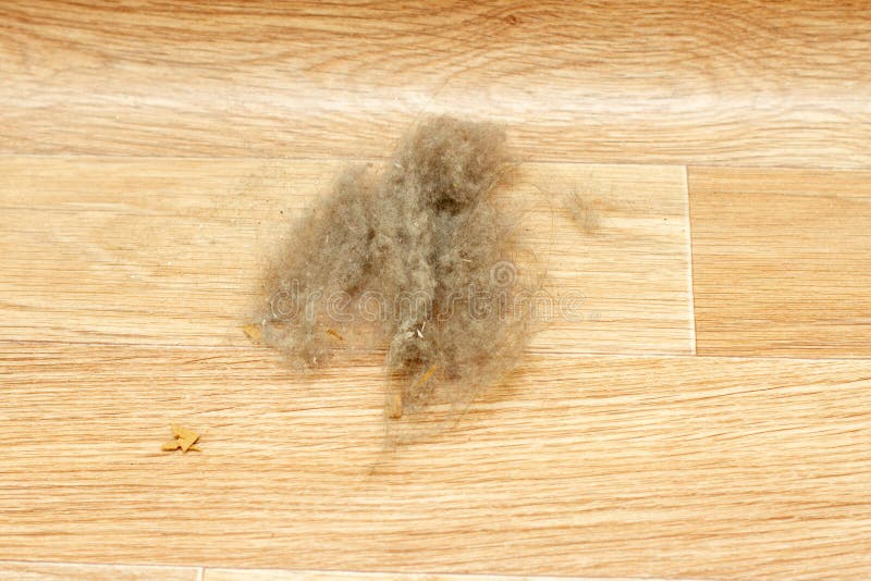 Dust on a House Floor and Floor Brush. Home Cleaning. Allergy Causes