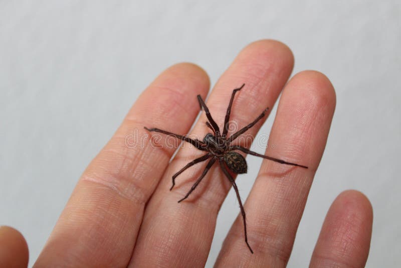 Dust spider on a hand stock photo. Image of dustspiders 236726804