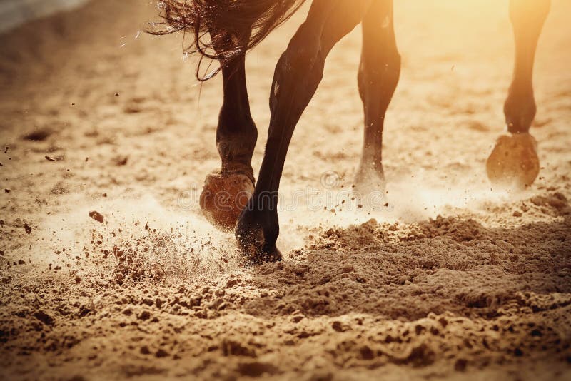 Dust under the horse`s hooves