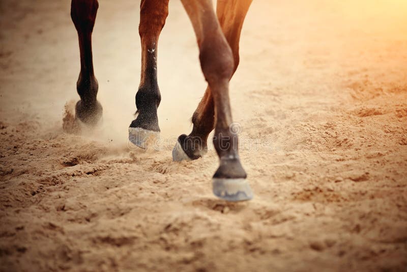 Dust under the horse`s hooves