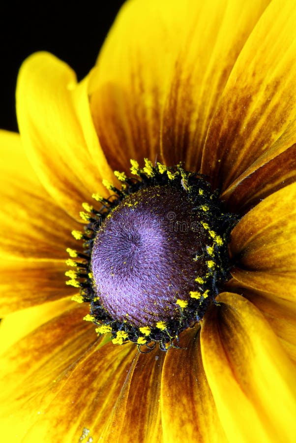 Flor desplegado polen tiene caído de.