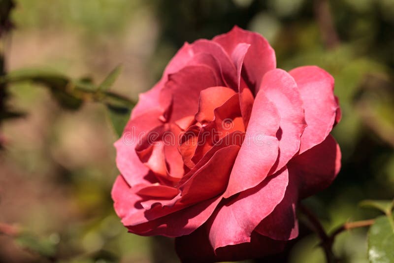 Red Dusty Rose stock photo. Image of garden, gazes, flawless - 90134346