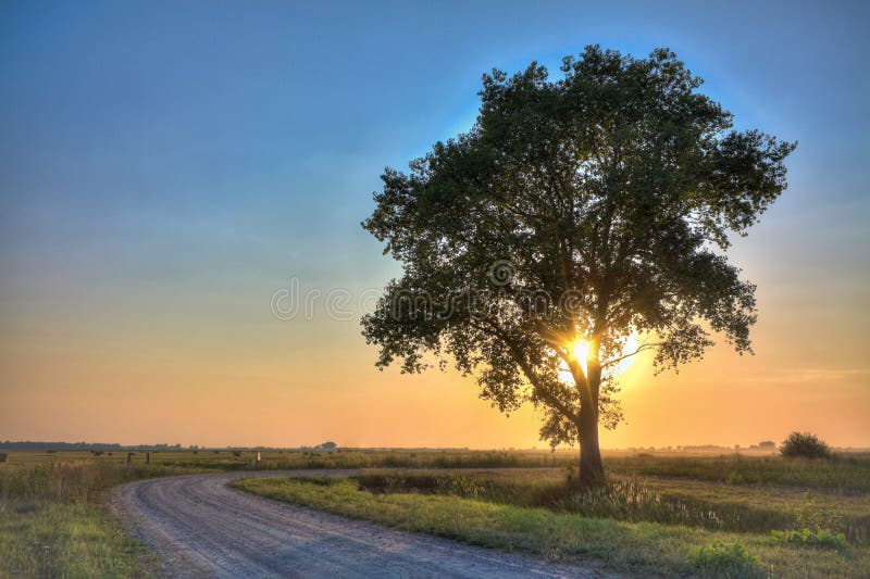 Dusty road with alone tree