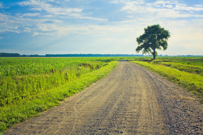 Dusty road with alone tree