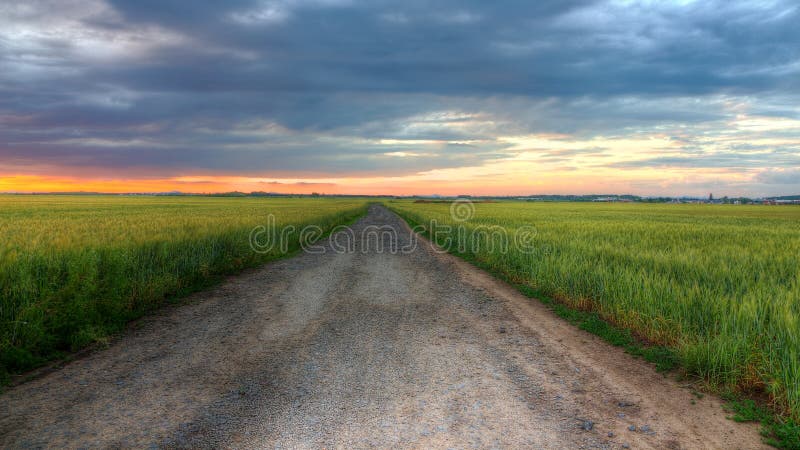 Dusty road in middle of field of barley at sunset