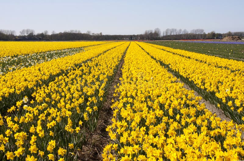 Dutch Bulb fields