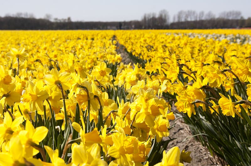 Dutch Bulb fields stock image. Image of landscape, spring 14015749