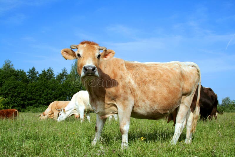 Cows, are domesticated ungulates, a member of the subfamily Bovinae. They are raised as livestock for meat (called beef and veal), dairy products (milk), leather and as draught animals (pulling carts, plows and the like). Brahman stock images, royalty-free photos and pictures