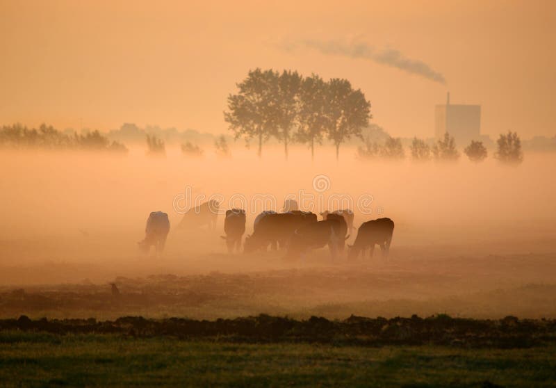 Dutch cows in morning fog