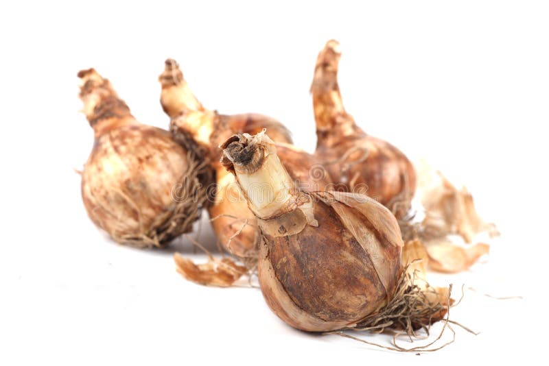 Dutch Daffodil Bulbs stock images Dutch Daffodil Bulbs stock images