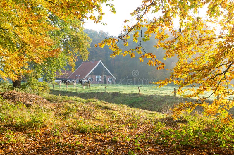 Dutch farm with cows stock photo. Image of looking, farming - 71883922
