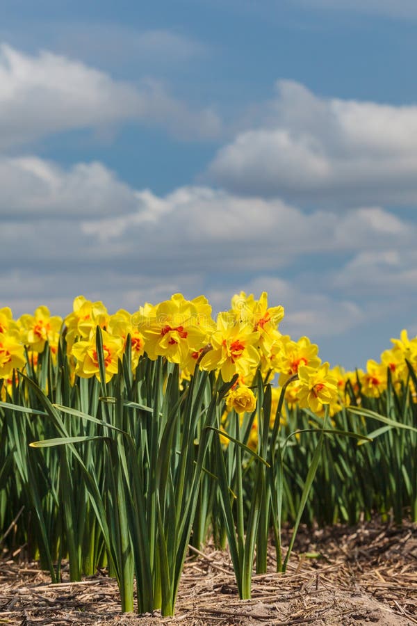 Dutch farm field with yellow narcissus