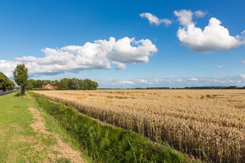 Dutch farmland with wheat field and cloudscape stock photos