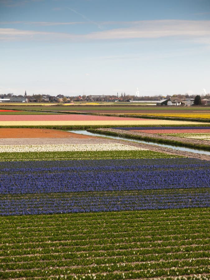 Dutch flower fields stock photo. Image of lisse, spring - 39095724