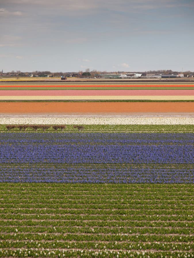 Dutch flower fields stock photo. Image of lisse, spring - 39095724