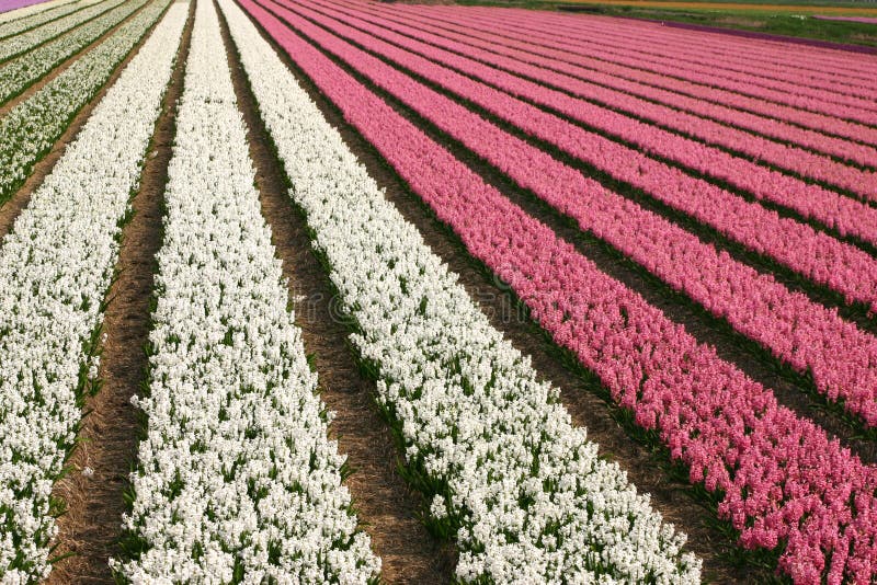 Dutch flowers stock image. Image of greeting, lisse, line 734977
