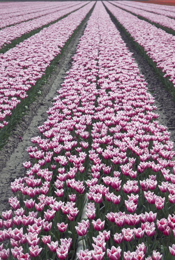 Dutch flowers. stock image. Image of blossom, purple 43679219