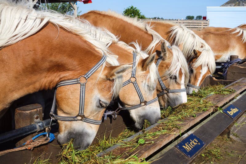 Dutch Horses editorial photo. Image of food, horses, dutch 43917511