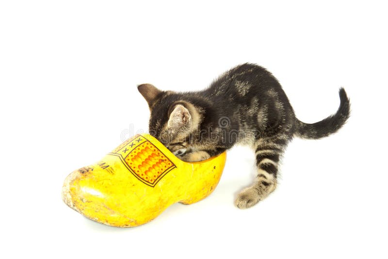 Dutch kitten stock image. Image of kitty, household, expression 26523107