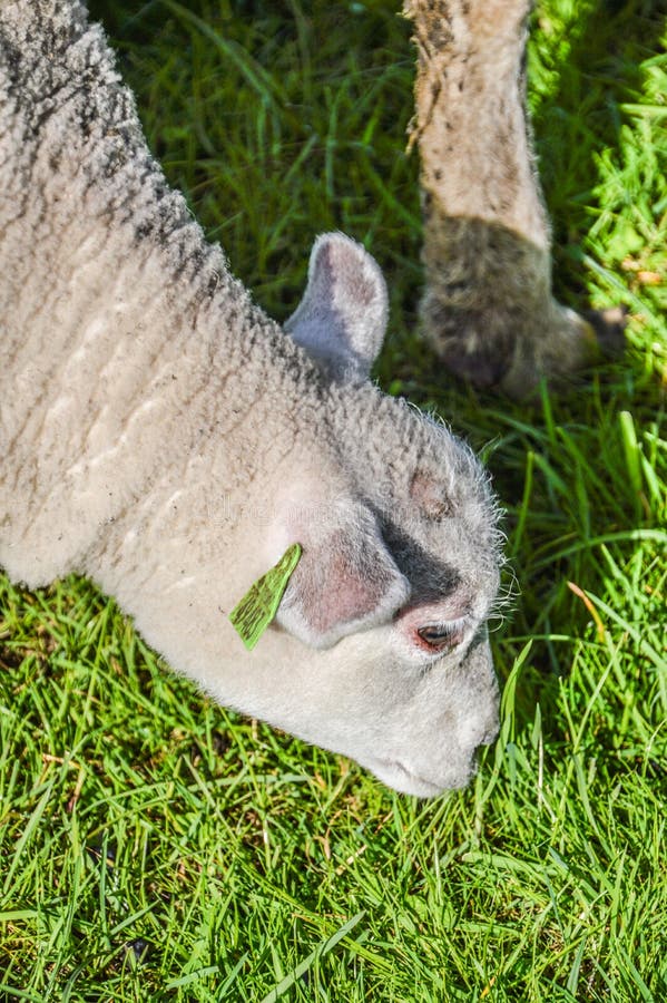 A lamb eating green grass stock photo. Image of mammal 30422274