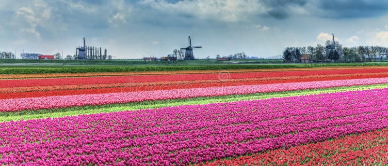 Dutch Landscape royalty free stock photos Dutch Landscape royalty free stock photos