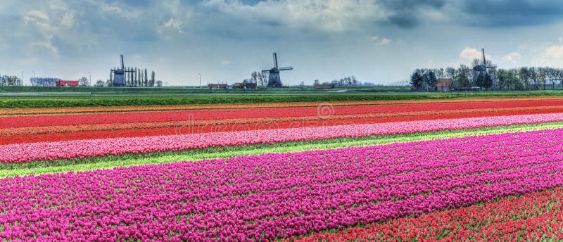 Dutch Landscape