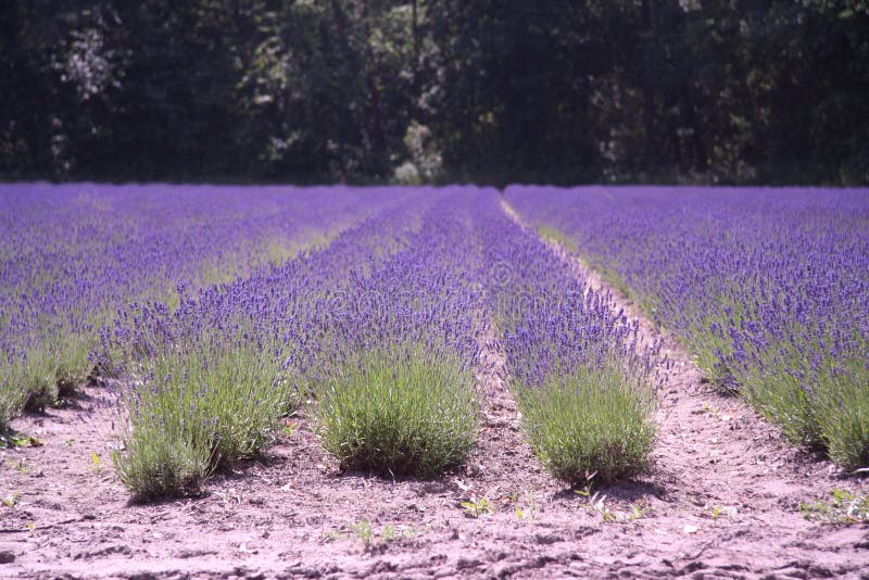 Dutch landscape lavender stock image Dutch landscape lavender stock image