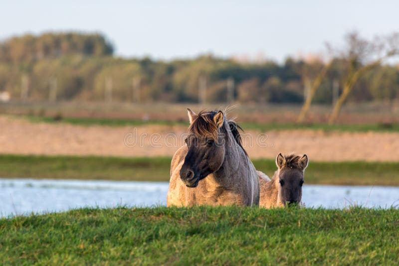 Dutch National Park Oostvaardersplassen with konik horse and foal royalty free stock images Dutch National Park Oostvaardersplassen with konik horse and foal royalty free stock images