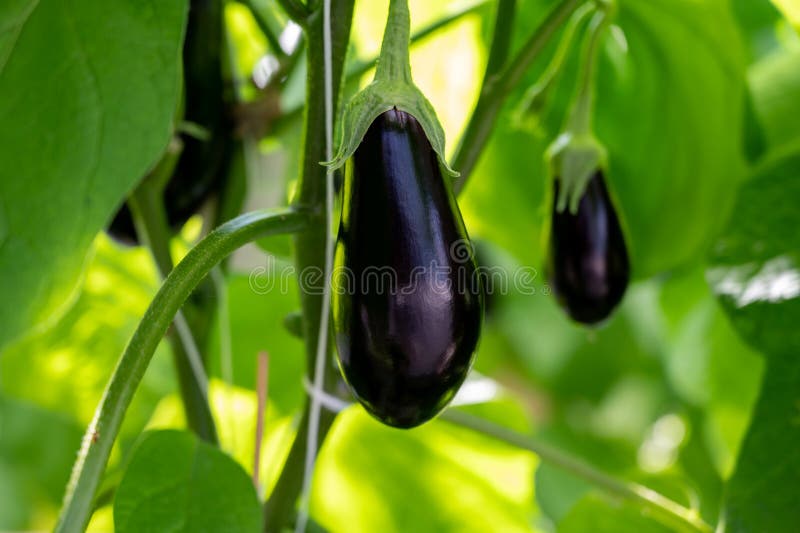 Dutch Organic Greenhouse Farm With Rows Of Eggplants Plants With Ripe