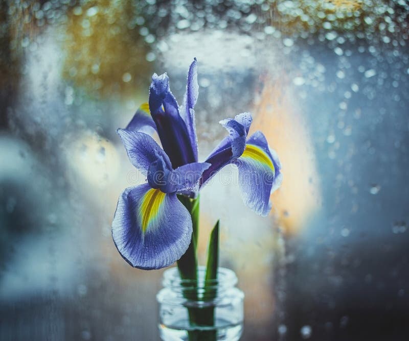 Dutch purple iris in a vase by the window. Bright iris on a blue blurred background with water drops. Bokeh macro, close-up. stock photos Dutch purple iris in a vase by the window. Bright iris on a blue blurred background with water drops. Bokeh macro, close-up. stock photos
