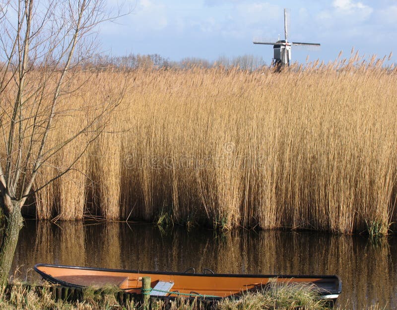 Dutch reed landscape 1