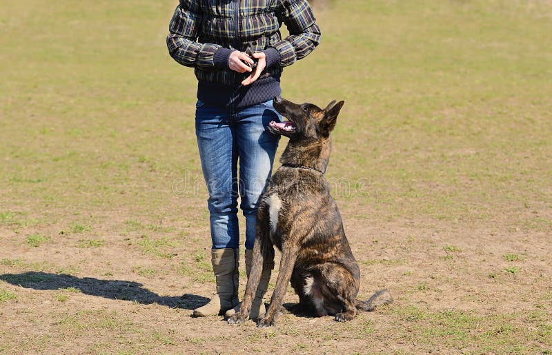 Dutch shepherd dog