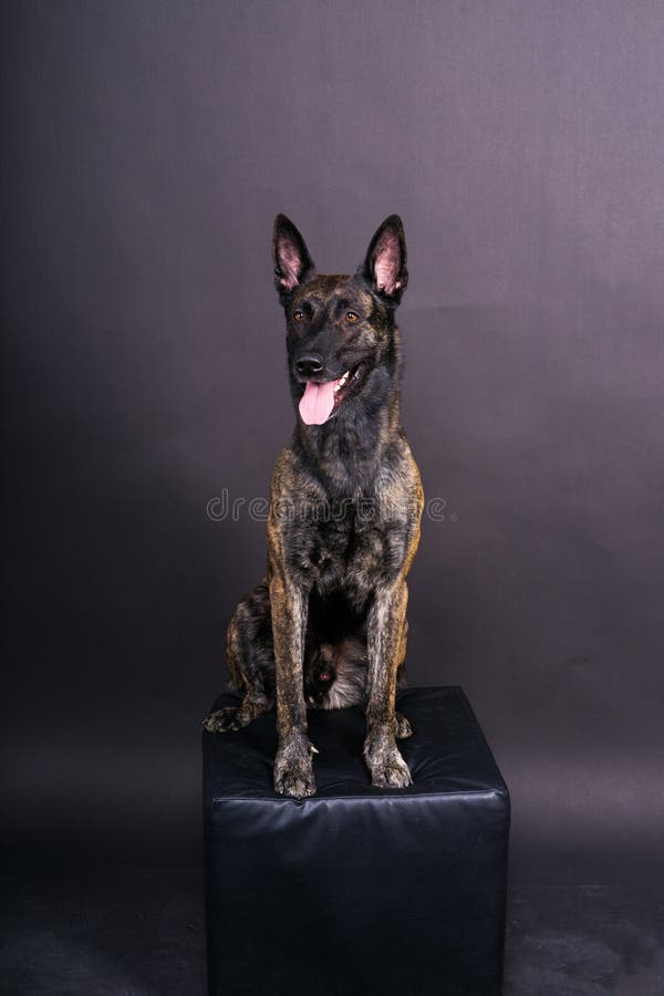 Dutch shepherd on a black background studio posing portrait. Dutch shepherd on a black background studio posing portrait