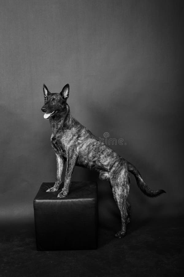 Dutch shepherd on a black background studio posing portrait. Dutch shepherd on a black background studio posing portrait