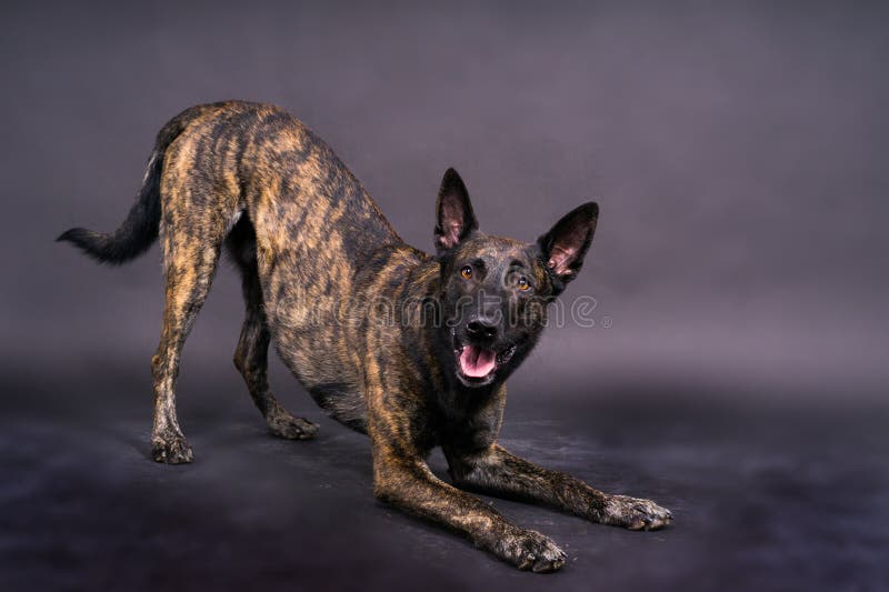 Dutch shepherd on a black background studio posing portrait. Dutch shepherd on a black background studio posing portrait