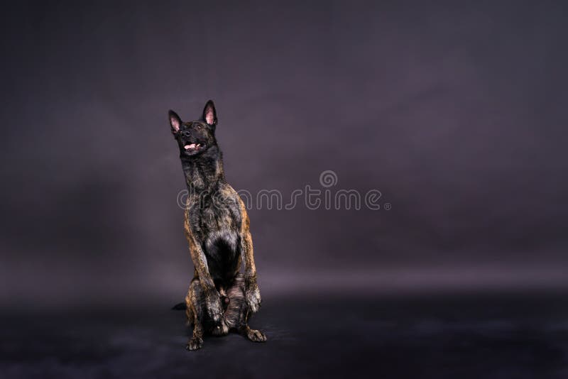 Dutch shepherd on a black background studio posing portrait. Dutch shepherd on a black background studio posing portrait