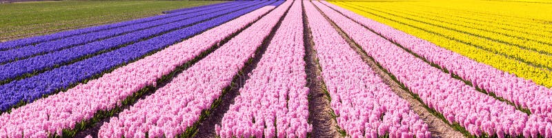 Dutch spring colourful Hyacinth field colorful panorama background