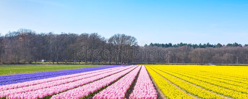 Dutch spring Hyacinth field colorful flower panorama background