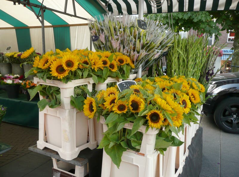 Sunflowers on the market royalty free stock image Sunflowers on the market royalty free stock image