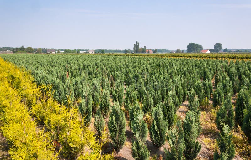 Dutch tree nursery stock photos