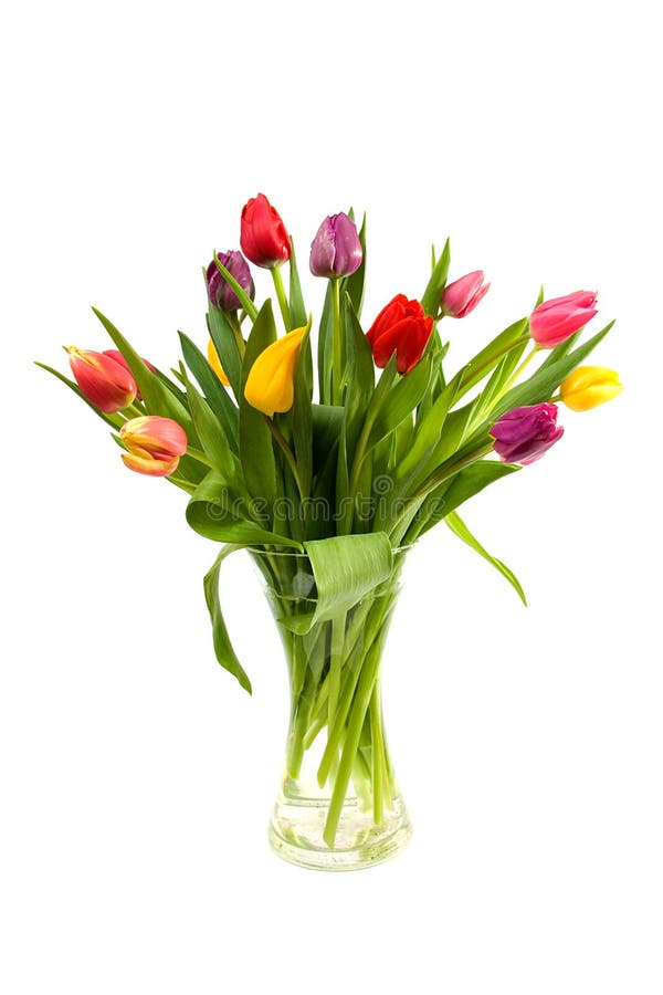 Dutch tulips in glass vase stock photo. Image of colors 12692482
