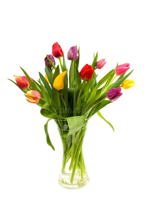 Dutch tulips in glass vase