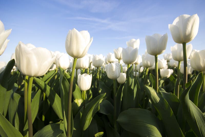 A Field of white tulips near the city of Dronten, The Netherlands. A Field of white tulips near the city of Dronten, The Netherlands.