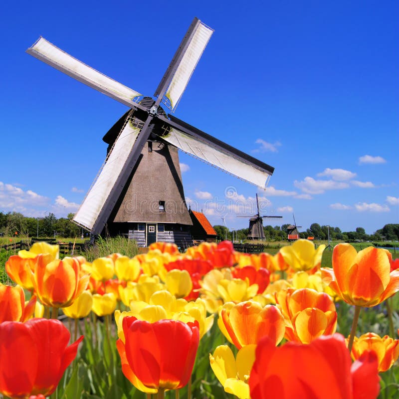 Tradicional holandés molinos de viento vibrando tulipanes en primer plano, países bajos.