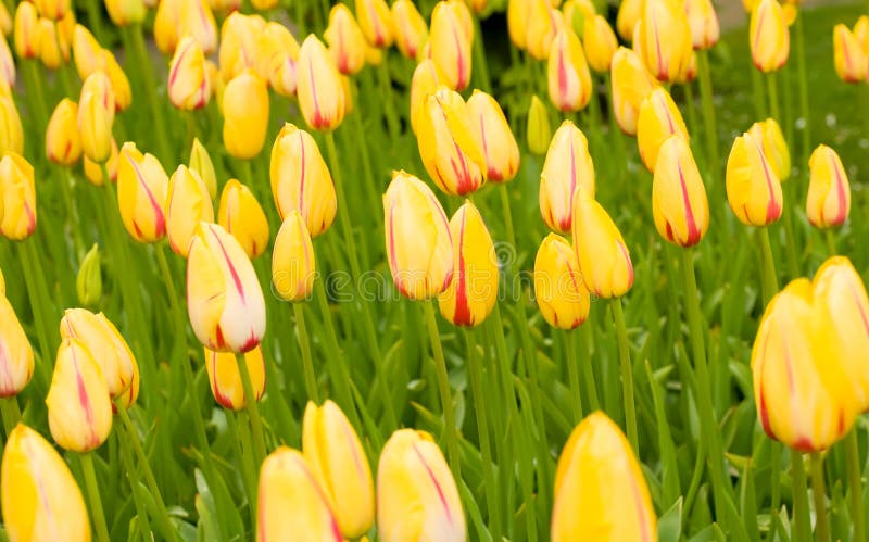 Dutch yellow tulips in Keukenhof park