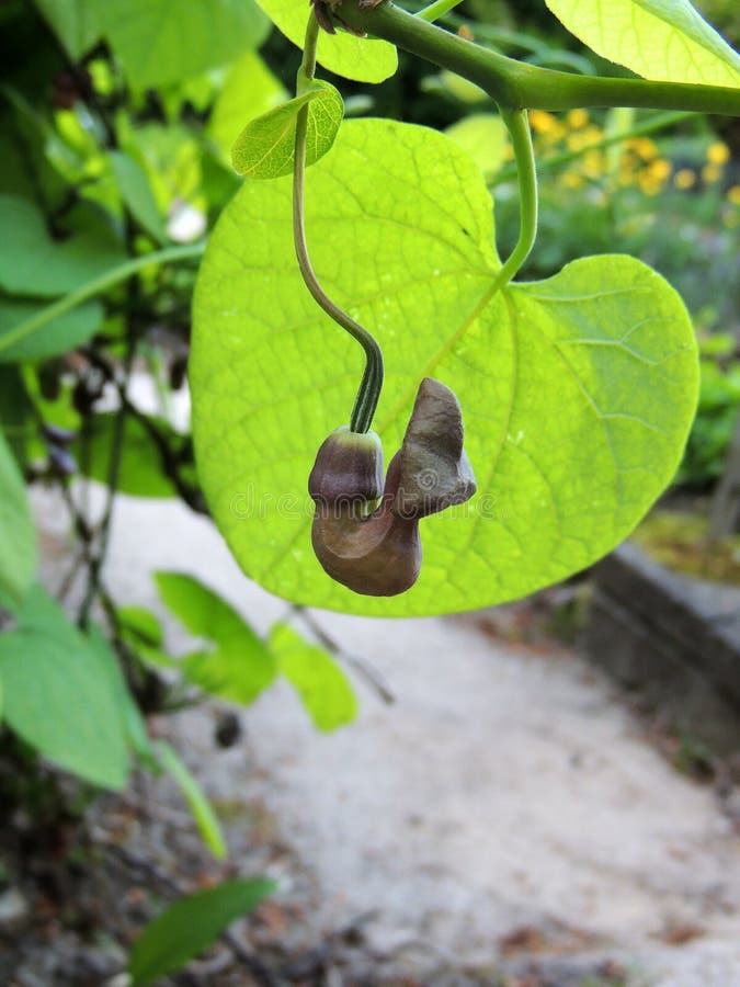 Dutchman`s Pipe or Pipevine Stock Image Image of liana, pipevine