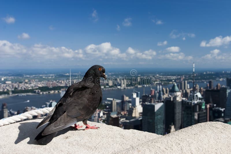 Pigeon on Empire State Building. Pigeon on Empire State Building